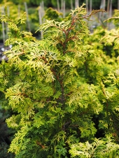 Chamaecyparis obtusa 'Gracilis Aurea' 